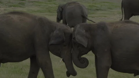 Elephants Fighting friendly Stock Footage 291408810