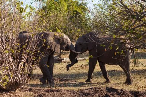 Elephants fighting Stock-Fotos
