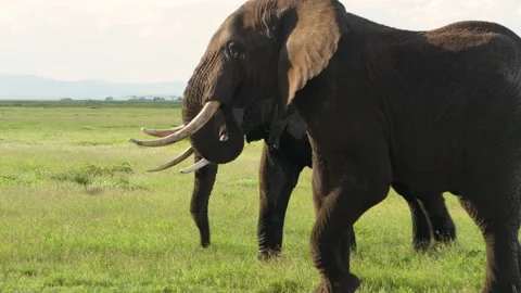 Elephants fighting in slow motion Stock Footage 136128879