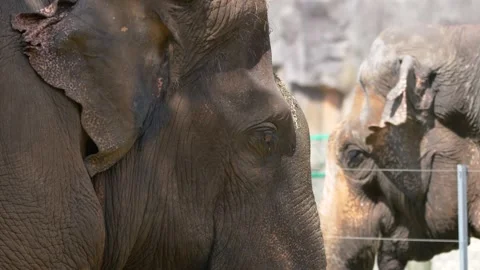 Elephants Flapping Its Ears in Changsha Ecological Zoo Stock Footage 155729943