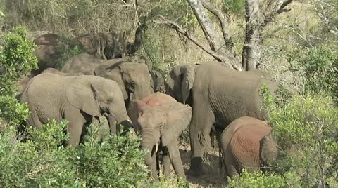 Elephants flapping their ears to keep cool Stock Footage 12358994