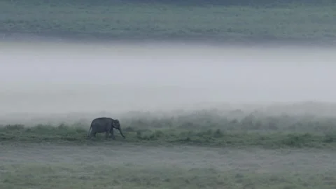 Elephants in Fog Stock Footage 319754262