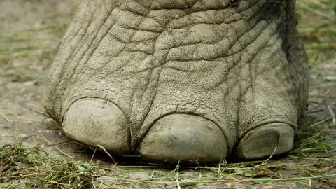 Elephant's foot - close up Vídeos de archivo 72100740