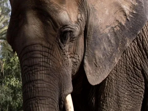 Elephants Video stock 313201