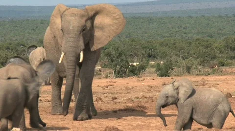 Elephants Stock Footage