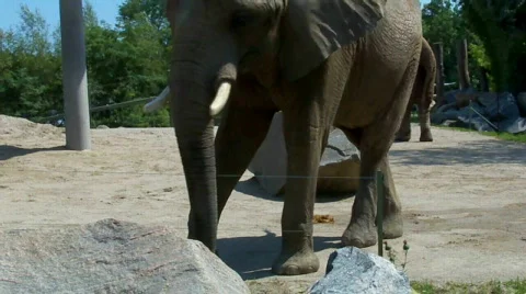 Elephants Stock Footage 504485