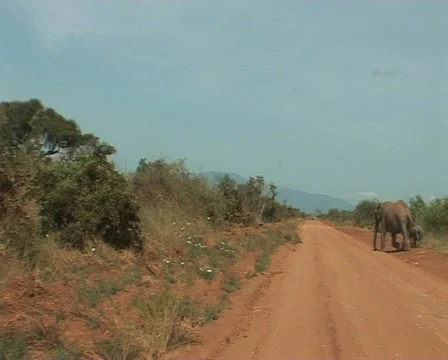 Elephants Video stock 558455