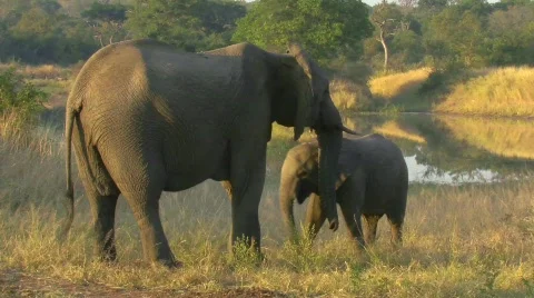 Elephants Stock Footage 797850