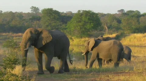 Elephants Stock Footage 797903