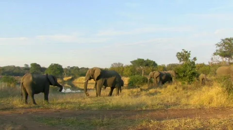 Elephants Stock Footage 797948