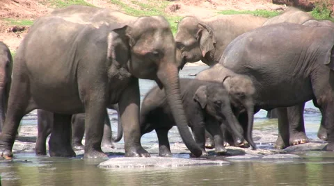 Elephants Stock Footage 6531738