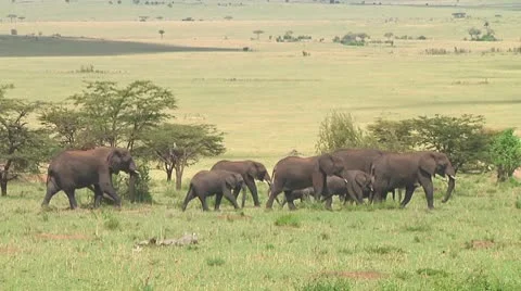 Elephants Stock Footage 10689005