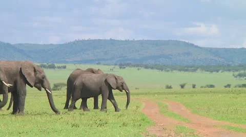 Elephants Stock Footage 10689031