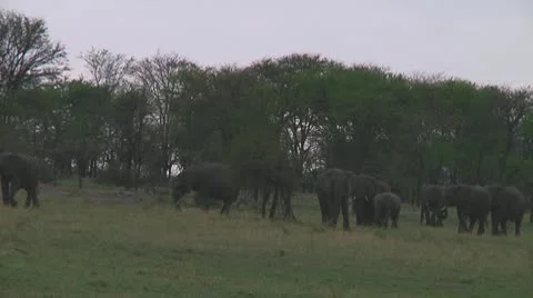 Elephants Stock Footage 10689065