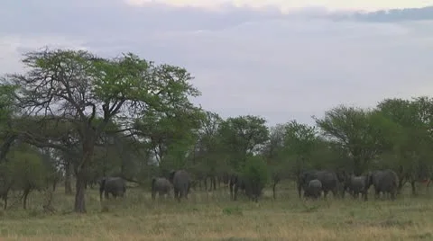 Elephants Stock Footage 10689137