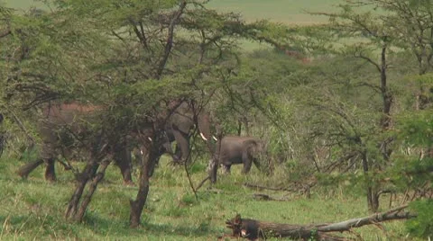 Elephants Stock Footage 10718954