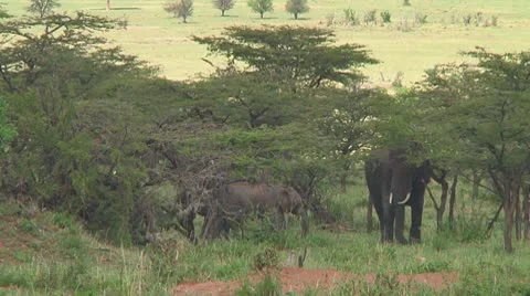 Elephants Stock Footage 10718975