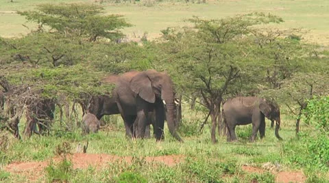 Elephants Stock Footage 10719052