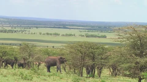 Elephants Stock Footage 10719094