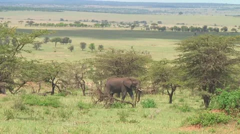 Elephants Stock Footage 10719165