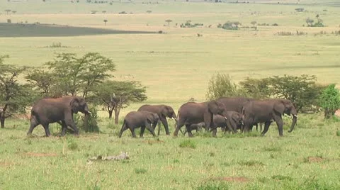 Elephants Stock Footage 10719199