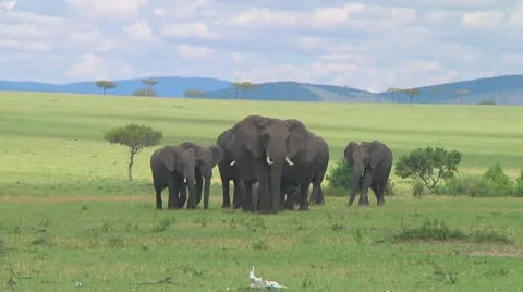 Elephants Stock Footage 10719264