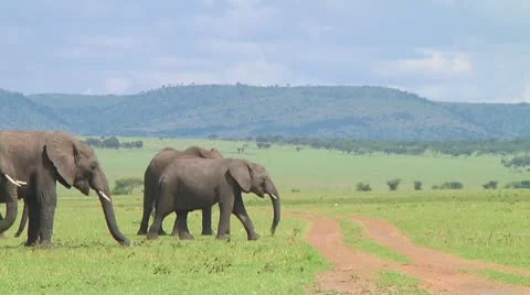 Elephants Stock Footage 10719287