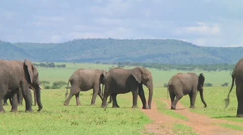Elephants Stock Footage 10719312