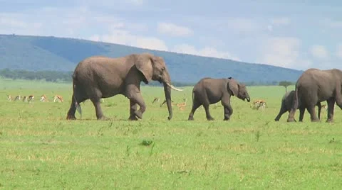 Elephants Video stock 10719411