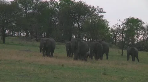 Elephants Stock Footage 10719454