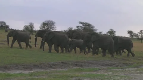 Elephants Stock Footage 10719461