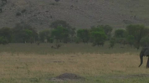 Elephants Stock Footage 10719492