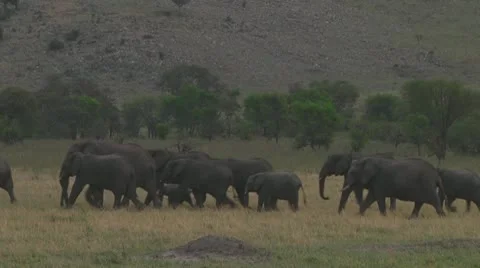Elephants Stock Footage 10719503
