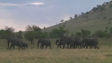 Elephants Stock Footage 10719520