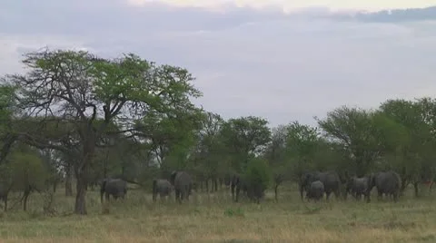 Elephants Stock Footage 10719548