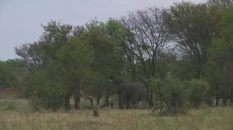 Elephants Stock Footage 10719577