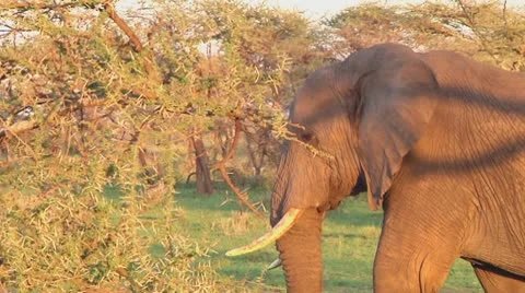 Elephants Stock Footage 10719586