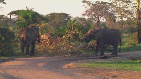 Elephants Stock Footage 10719619