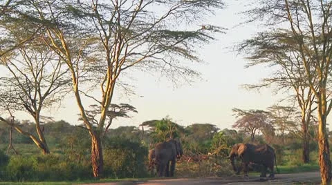 Elephants Stock Footage 10719642