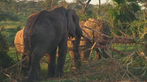 Elephants Stock Footage 10719673