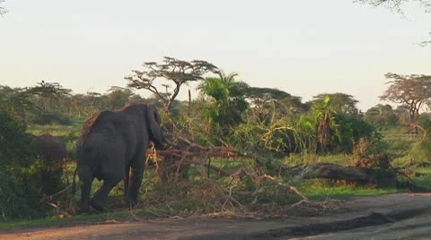 Elephants Video stock 10719762