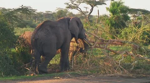 Elephants Stock Footage 10719924
