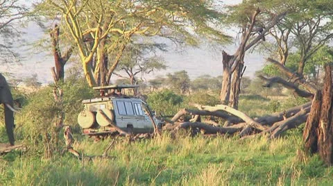 Elephants Stock Footage 10720050