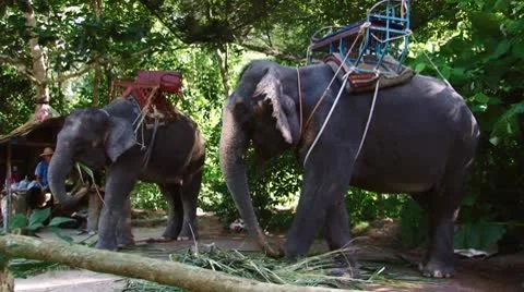 Elephants Stock Footage 10725010