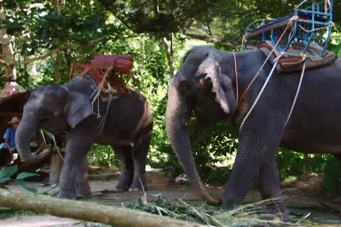 Elephants Stock Footage 10725207