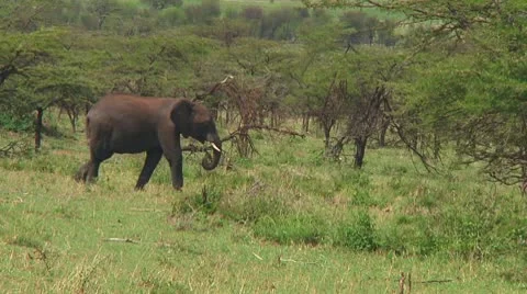 Elephants Stock Footage 10748709