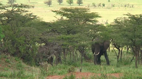 Elephants Stock Footage 10748747