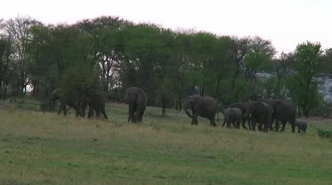 Elephants Stock Footage 10748888