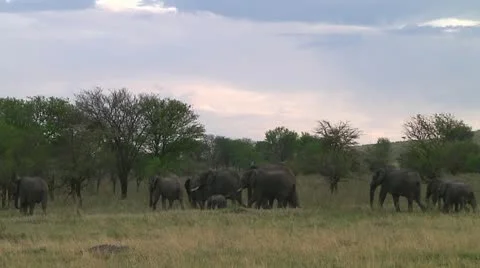 Elephants Stock Footage 10748926