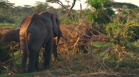 Elephants Stock Footage 10749012